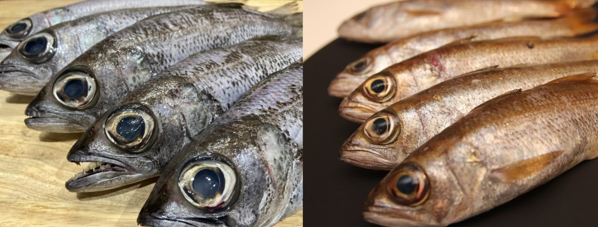 黒ムツとムツの違いは?見分け方と旬、高級魚といわれる値段も解説 - サカシュン SAKASHUN
