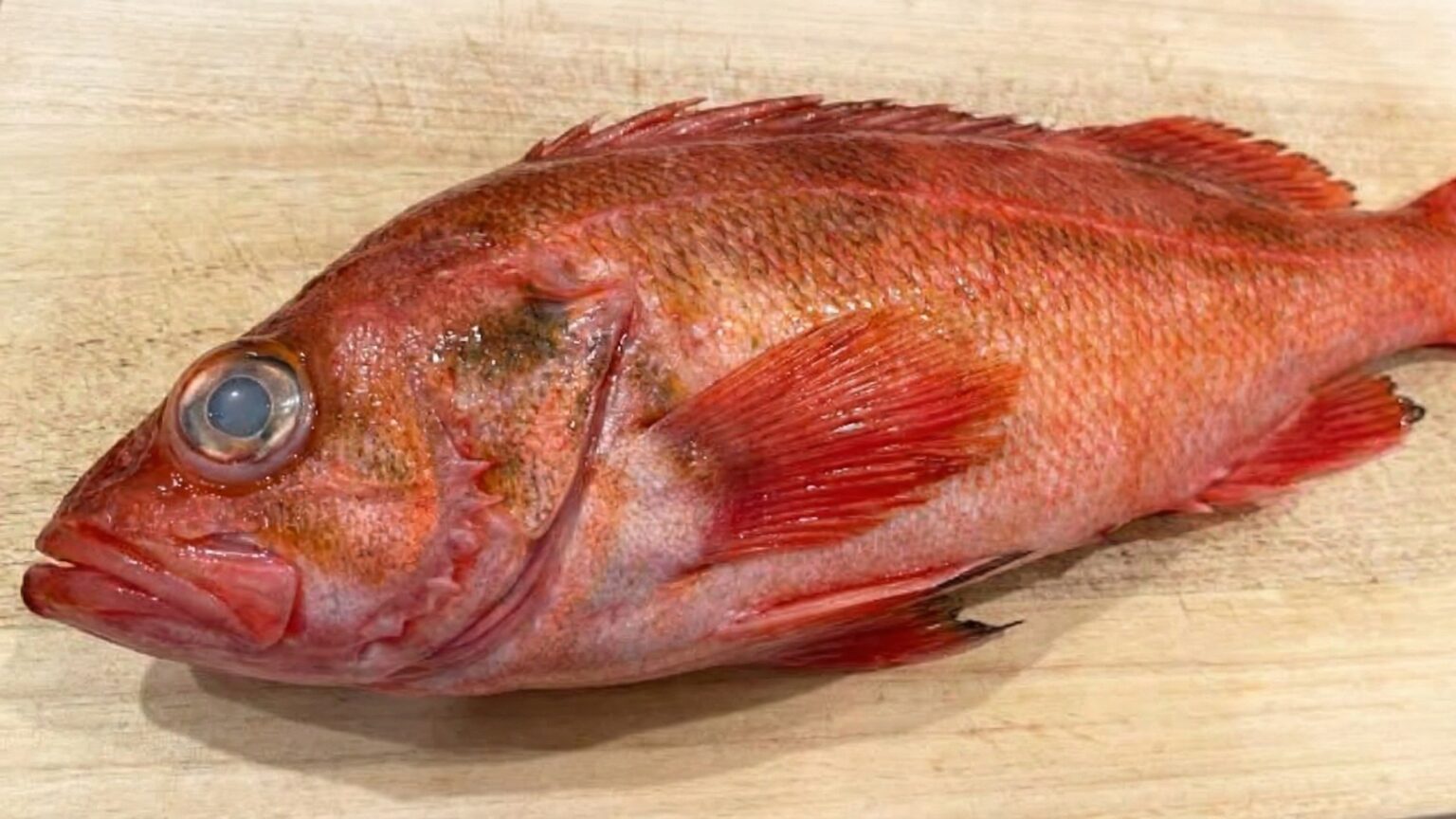 赤魚は体に悪い？「安すぎる」理由と危険性の正体を魚屋が完全解説！金目鯛との違いや縮まない焼き方も - サカシュン SAKASHUN